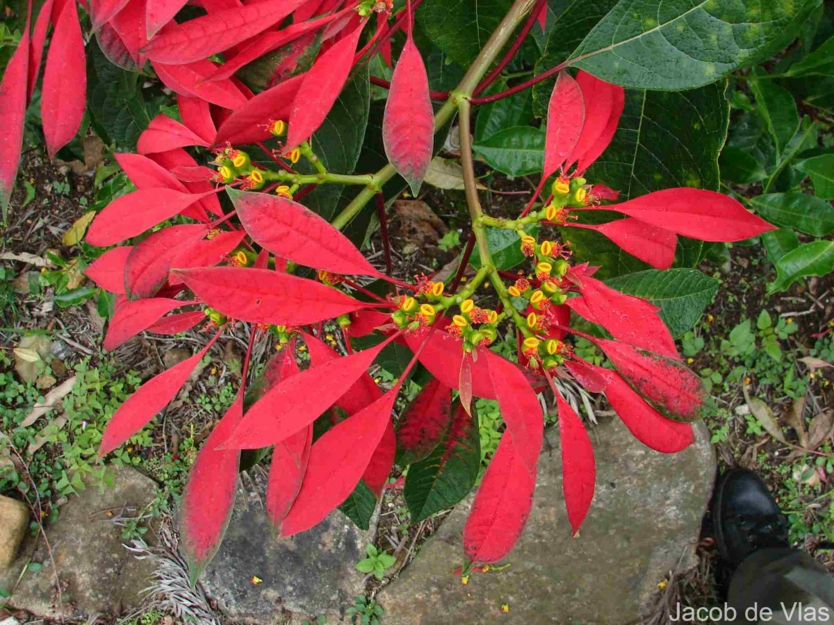 Euphorbia pulcherrima Willd. ex Klotzsch